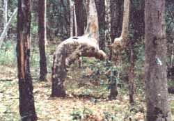 Tree took the shape of ruku (bowing) as it grew. Subhanallah